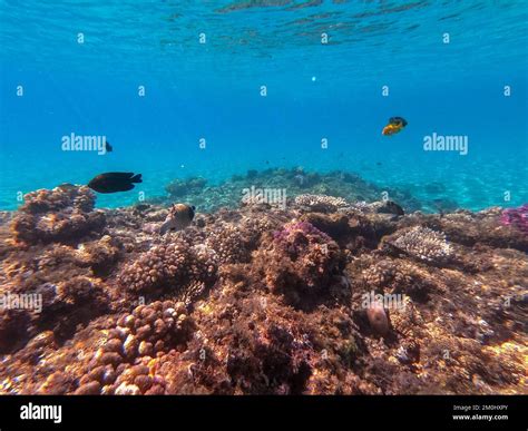 Underwater Panoramic View Of Coral Reef With Tropical Fish Seaweeds