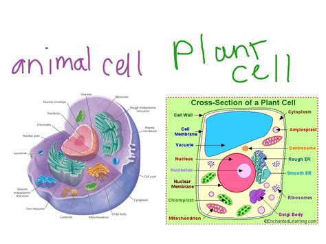 Check spelling or type a new query. Remix of "Animal cell v.s Plant cell"