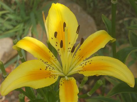 Yellow Lily Lily Plants Picture