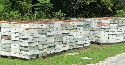 Honey Bees For Sale Beekeeping Supplies Bee Well Honey Farm Bees