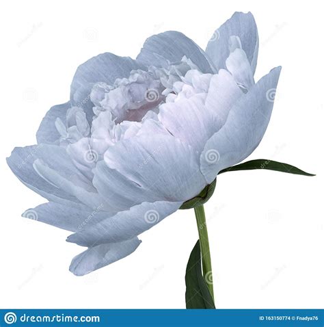 Peony Flower Blue Flower With Green Leaves On A Stem Isolated On White