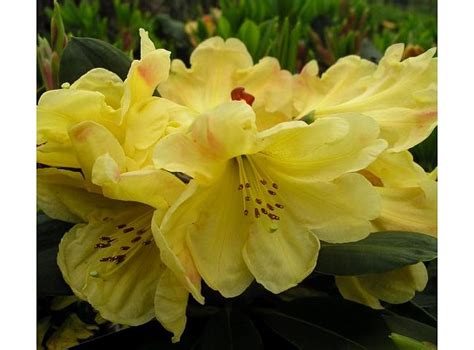 So, if you want to give a special gift, choose the golden anniversary rose. Giftaplant RHODODENDRON GOLDEN WEDDING 3LITRE SIZE -Golden ...