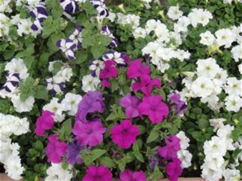 Fiori bianchi 15 idee per un giardino luminoso guida giardino. Fiori bianchi e viola | Scaricare foto gratis