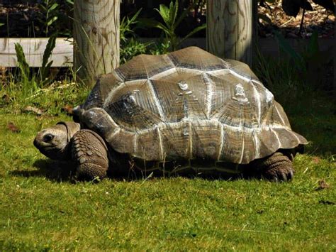 Aldabra Giant Tortoise Animal Experiences At Wingham Wildlife Park In