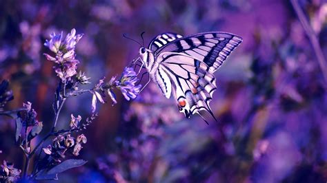 Beautiful Butterfly Wallpaper ·① Wallpapertag