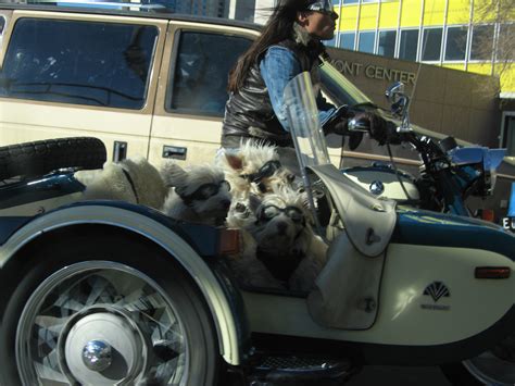 Motorcycle 74 Ewan Mcgregor Doggy Sidecar