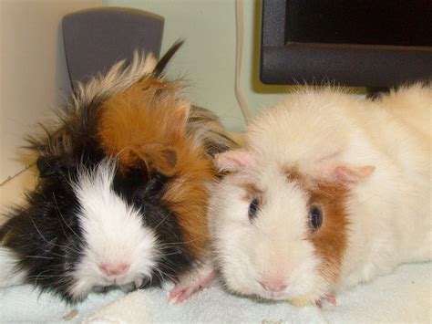 My Guinea Pigs The Calico Guinea Pig With The Crazy Fur Is Flickr