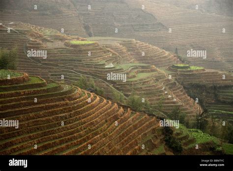 The World Famous Rice Terraces Of Longji Backbone Of The Dragon Or Vertebra Of The Dragon In