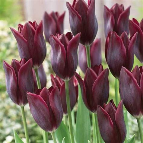 Late Flowering Tulip Lasting Love K Van Bourgondien