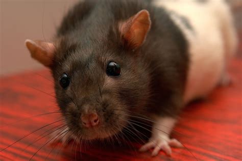 Understanding Pet Fancy Rats Your All In One Source For Fancy Rat