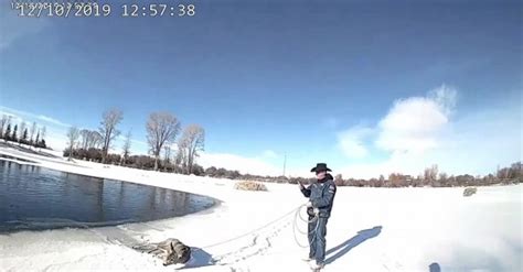 Deer Stuck In Frozen Lake Rescued By Police Officer With Lasso Sharedots