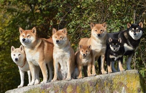 The cost to host a website can be hefty. How Much Does A Shiba Inu Cost? Complete Buyer's Guide ...