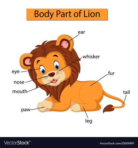 ⬤ what are body parts in english? Diagram showing body part lion Royalty Free Vector Image