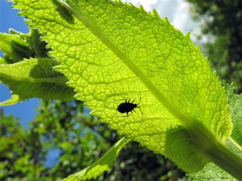 Every organic gardener seems to have their own particular blend and ratio of ingredients, so by paying close attention to the effects of a specific recipe, it's possible to modify it to best suit your own insect battles. How to Keep Outdoor and Indoor Plants Safe from Insects