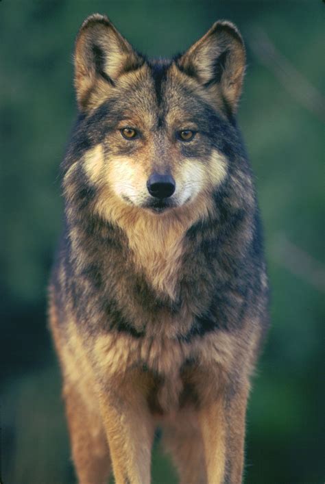 Mexican Gray Wolf Population Grew 23 In 2022 Center For Biological