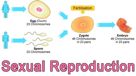 Sexual Reproduction Eschool