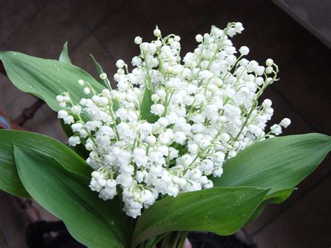 Pourquoi Offrir Du Muguet Le 1er Mai