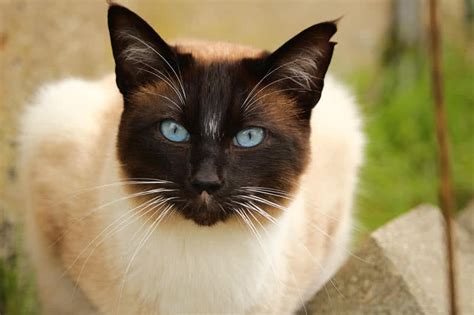 Top 10 Most Beautiful Cat Breeds In The World The