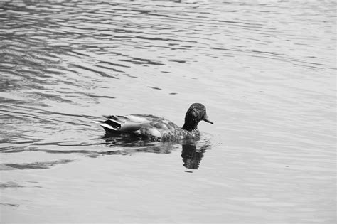 Lonely Duck On The Water Free Stock Photo Public Domain Pictures