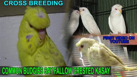 Budgies Cross Breeding And Get Fallow Crested Budgies 100 Real Trick