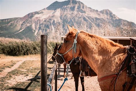 Waterton Lakes National Park Guided Horseback Riding Alpine Stables