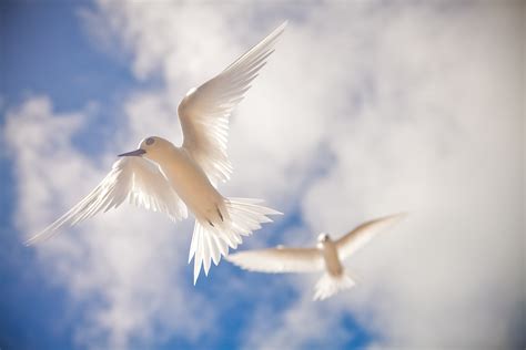 Two White Birds Flying Under White And Blue Sky During Daytime Hd