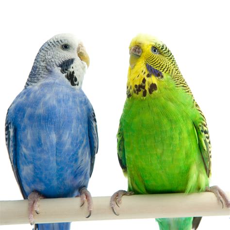 Is A Budgie The Right Pet For Me United Parrot Kingdom