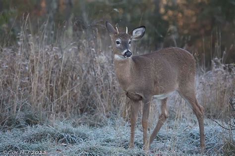 Country Captures The Whitetail Rut Begins
