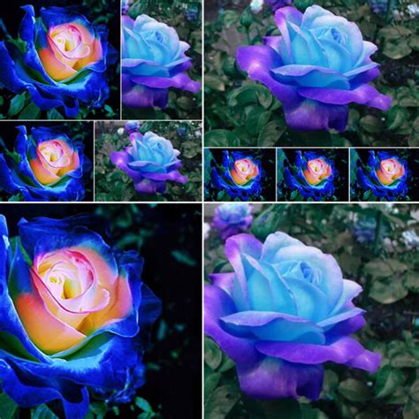 50pcs Rare Blue Pink Roses Plant Seeds Balcony Potted Rose Flowers Seed