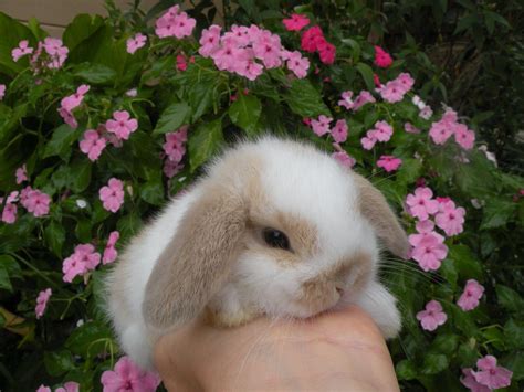Pet Bunnies For Sale Prices Pets Animals Us