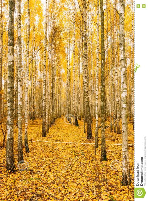 Birch Trees In Autumn Woods Forest Yellow Foliage