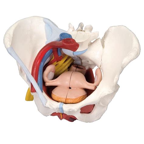 The ends have red they are attached to the spine in the back. Anatomical Models of Female Pelvis with Ligaments, Vessels, Nerves, Pelvic Floor and Organs