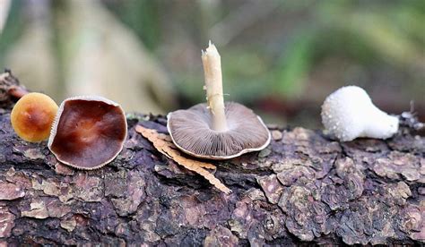 Wild Mushroom Foraging In The Pacific Northwest Swiss Wanderlust