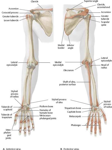 Shoulder And Arm Atlas Of Anatomy