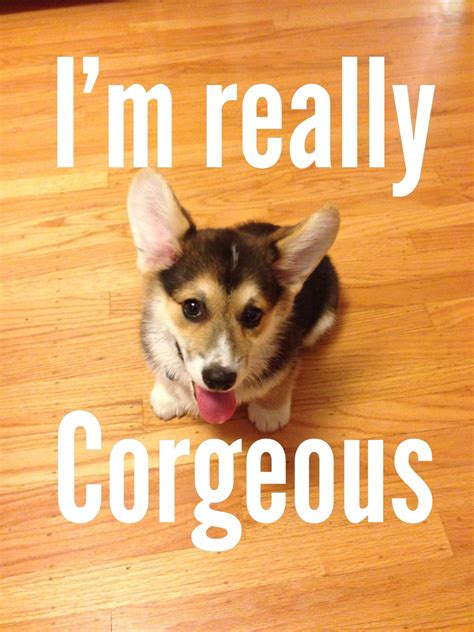 A Friend Suggested The Caption Works Too Well To Not Share Corgi Dog