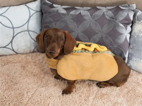 12 Hilarious Signs That Show You Are About To Become A Daschund