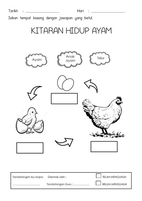 Lembaran Kerja Kitaran Hidup Ayam Prasekolah Projek Sains Kitaran