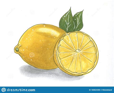 Lemon Hand Drawn Marker Illustration Fruit Sketch Realistic Citrus