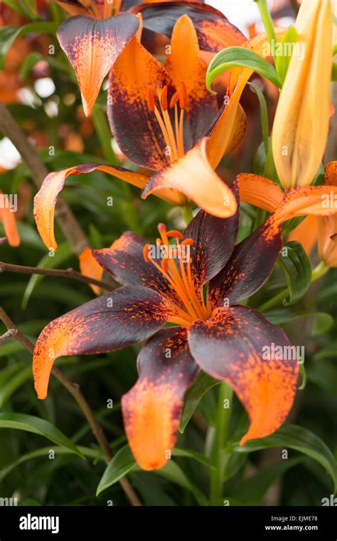 Lilium Tango Asiatic Lily Stock Photo Alamy
