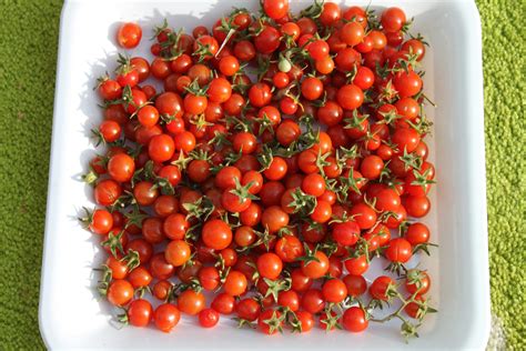 Wild Sweetie Tomato Seeds Buy Tomato Seeds Online