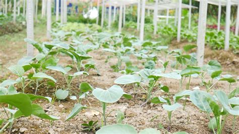 Tips Budidaya Sayuran Organik Pasti Berhasil Agrozine
