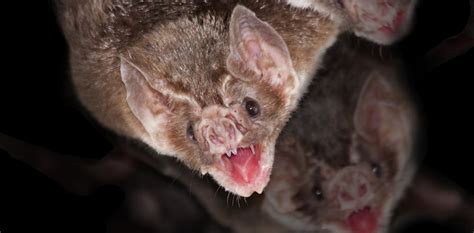 Five Vampire Traits That Exist In The Natural World