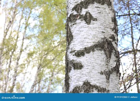 The Texture Of The Birch Tree Trunk Bark In Birch Grove Closeup Stock