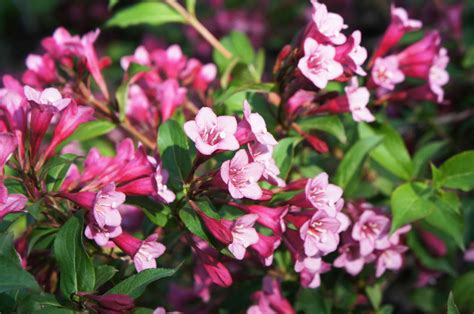 11 Great Flowering Shrubs For Sunny Locations