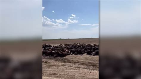 Thousands Of Cattle Die From Heat Stress In Southwest Kansas Youtube