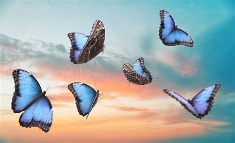 Beautiful Butterflies Flying Over Sea Stock Image Image Of Flying
