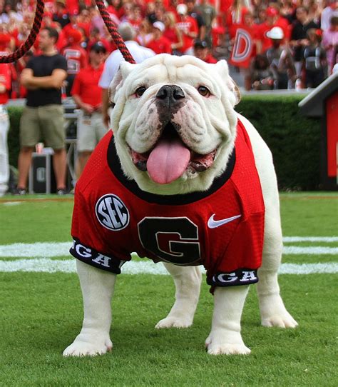 29 University Of Georgia Bulldog Mascot Picture Bleumoonproductions