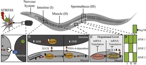 Tissue Specific And Tissue Spanning Stress Responses In C Elegans A