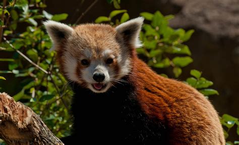 Little Red Panda The Red Pandas Were Eating When I Visited Flickr