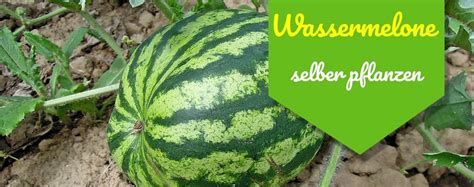 anleitung zum wassermelonen selber anbauen 10 tipps für die dicksten melonen